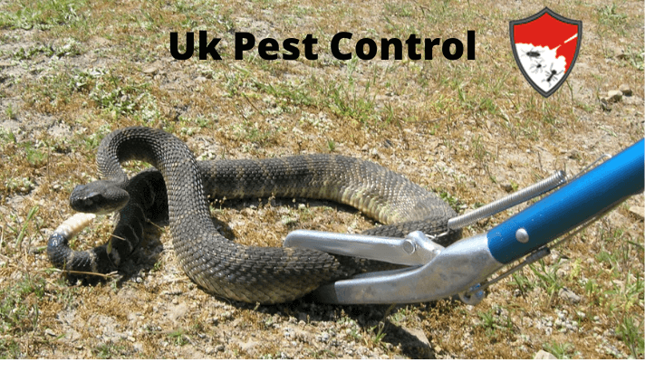 Snake Control